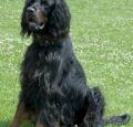 Gordon Setter