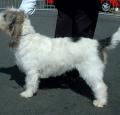 Grand Basset Griffon Vendeen