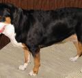 Greater Swiss Mountain Dog Pictures 1