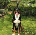 Greater Swiss Mountain Dog