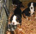 Greater Swiss Mountain Dog Pictures 2