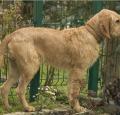 Griffon Fauve de Bretagne