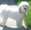 Havanese Pictures