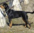 Hungarian hound