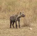 Hyena Pictures 1