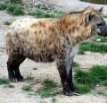 Hyena