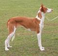 Ibizan Hound Pictures