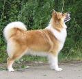 Icelandic Sheepdog