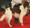 Irish Red and White Setter Pictures