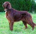 Irish Setter Pictures