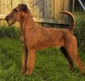 Irish Terrier Pictures