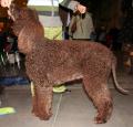 Irish Water Spaniel Pictures