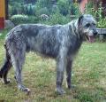 Irish Wolfhound Pictures