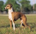 Italian Greyhound