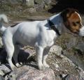 Jack Russell Pictures