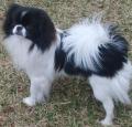 Japanese Chin