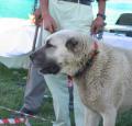 Kangal Pictures 1