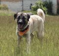 Kangal Pictures