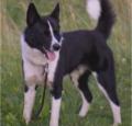 Karelian Bear Dog Pictures