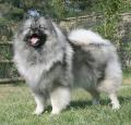 Keeshond