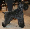 Kerry Blue Terrier