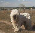 Komondor Pictures