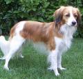 Kooikerhondje