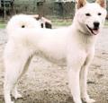 Korean Jindo Dog Pictures