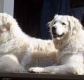 Kuvasz Pictures