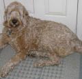 Labradoodle Pictures