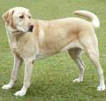 Labrador Retriever 
