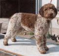 Lagotto Romagnolo