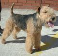 Lakeland Terrier Pictures