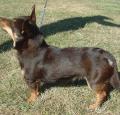 Lancashire Heeler Pictures