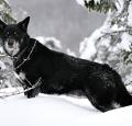 Lapponian Herder Pictures