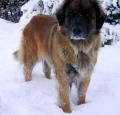 Leonberger Pictures