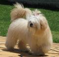 Lhasa Apso Pictures