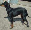 Manchester Terrier Pictures