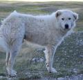 Maremma Sheepdog