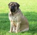 Mastiff Pictures