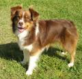 Miniature Australian Shepherd