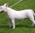 Miniature Bull Terrier Pictures