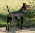 Miniature Pinscher