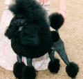 Miniature Poodle