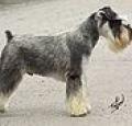 Miniature Schnauzer