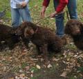 Murray River Curly Coated retriever