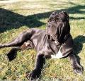 Neapolitan Mastiff