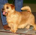 Norfolk Terrier Pictures