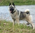 Norwegian Elkhound Pictures