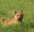 Norwich Terrier